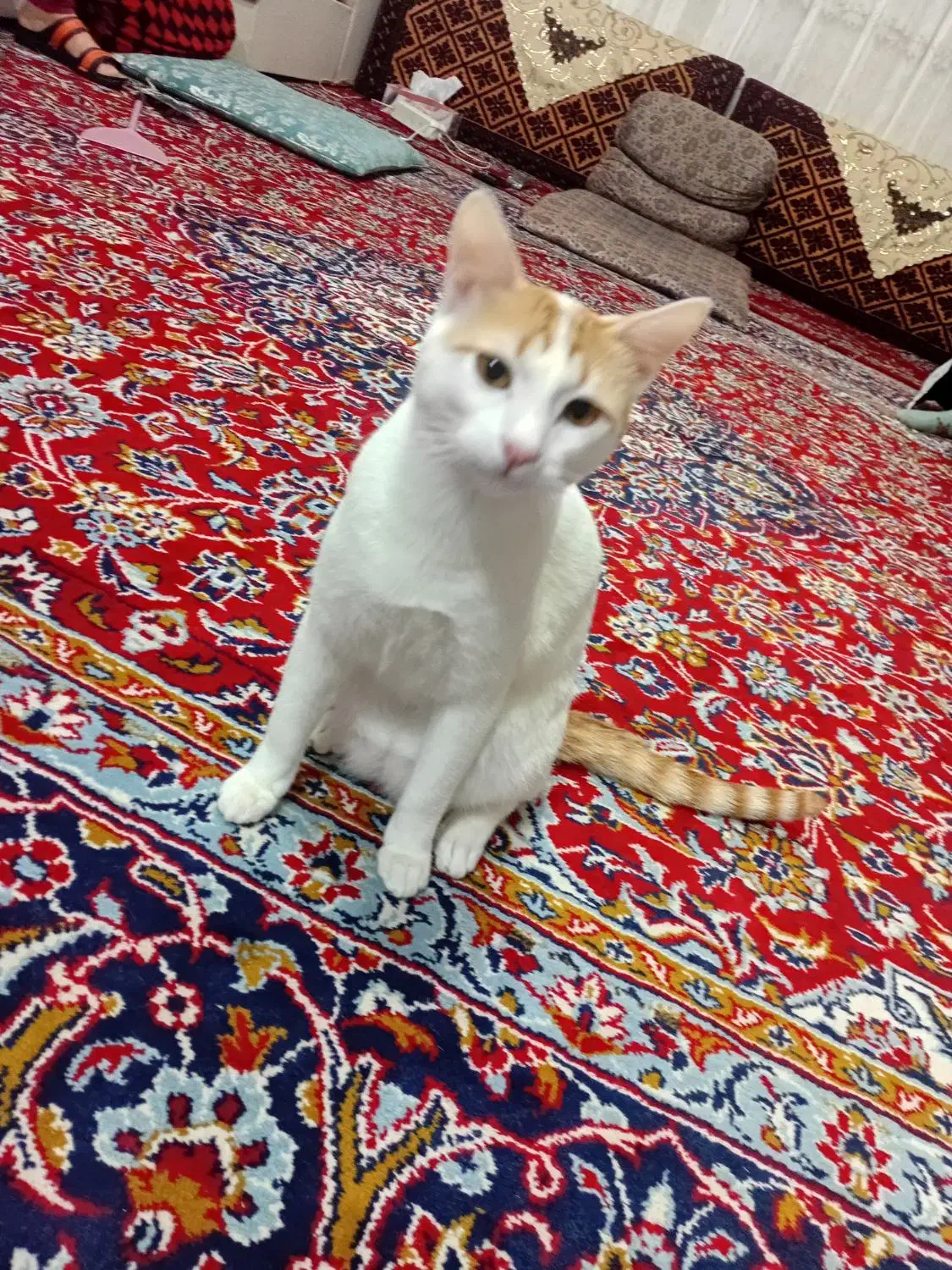 گربه واگذاری|گربه|آستانه اشرفیه, |دیوار