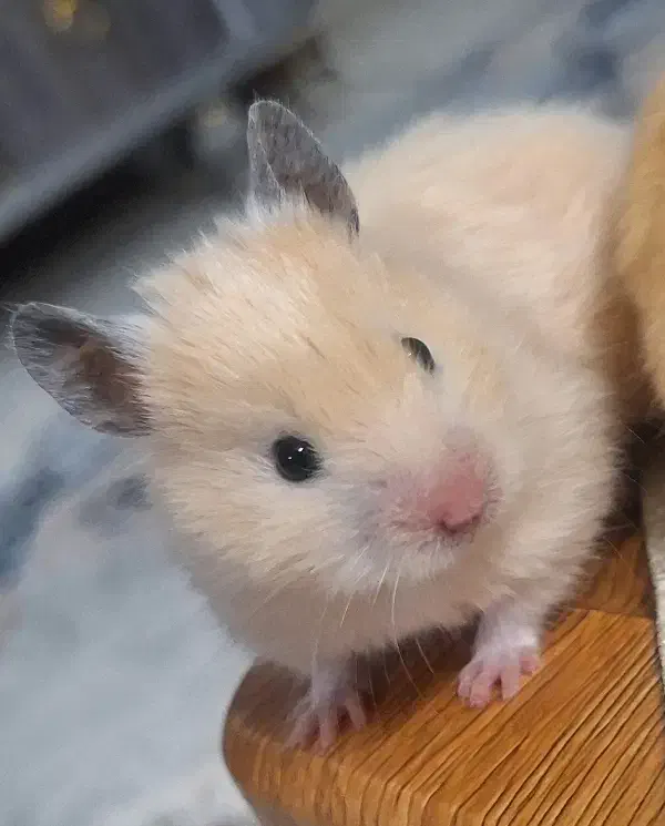 همستر سوری زیبا کرم رنگ فروش فوری|موش و خرگوش|مشهد, نرگس (شهرک غرب)|دیوار