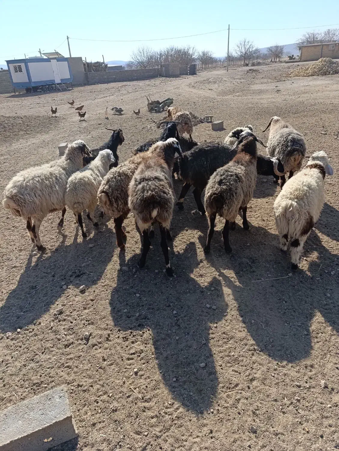 فروش گوسفند داشتی|حیوانات مزرعه|سرچهان, |دیوار