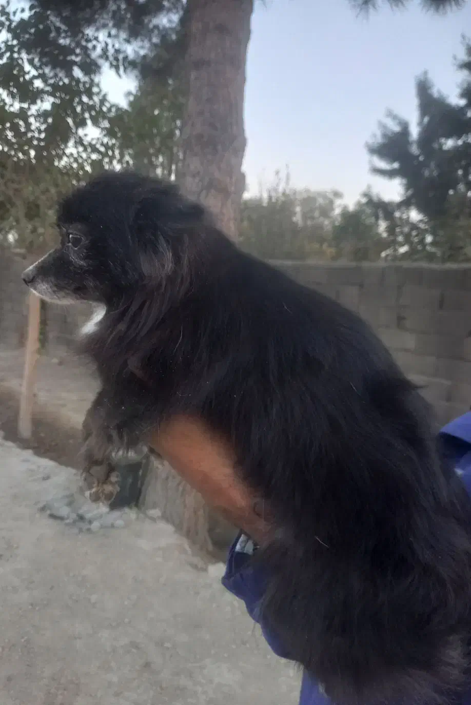 سگ آپارتمانی بالغ ماده|سگ|صفادشت, |دیوار