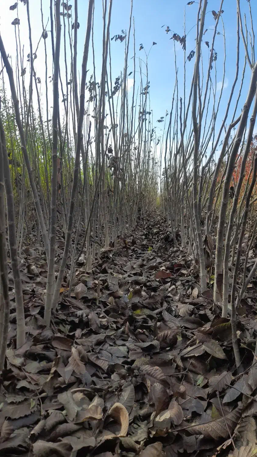 تولیدفروش نهال|عمدهفروشی|میاندوآب, |دیوار