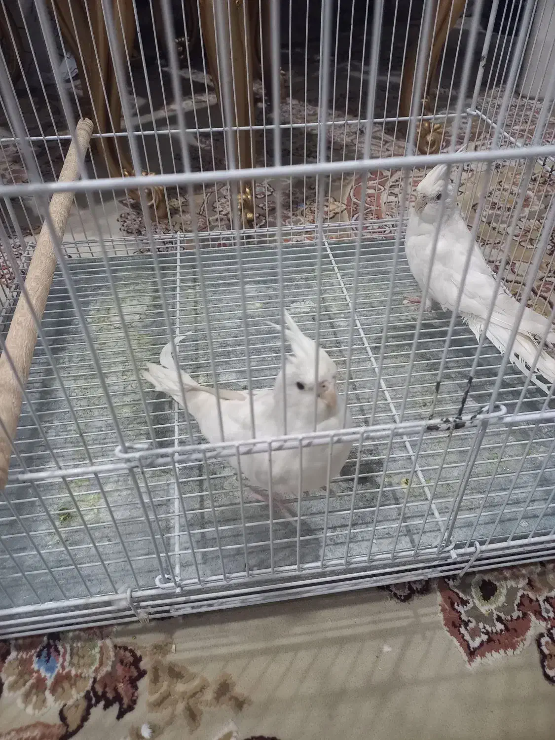 عروس هلندی نژاد آلبینو|پرنده|فسا, |دیوار