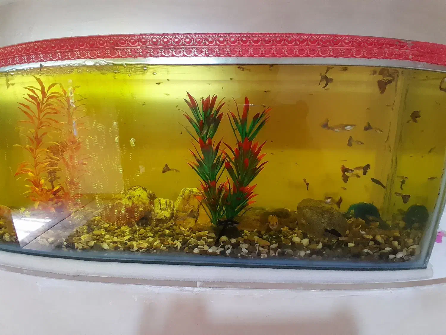 اکواریوم. شازند|ماهی|اراک, |دیوار