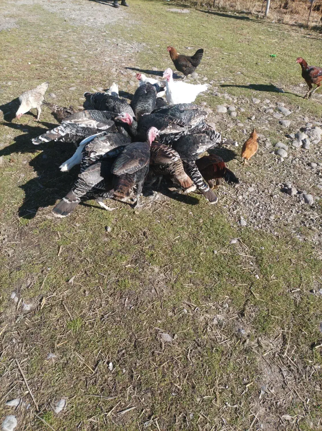 فروش بوقلمومحلی|حیوانات مزرعه|سراب, |دیوار