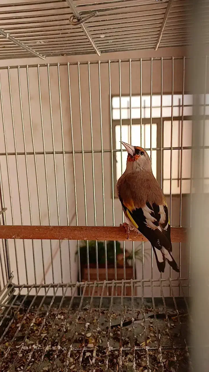 سهره نر جوجه سال|پرنده|خمینی‌شهر, |دیوار