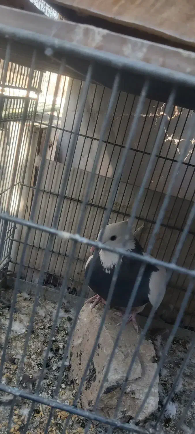 طوقی نر|پرنده|شاهین‌شهر, گزبرخوار|دیوار