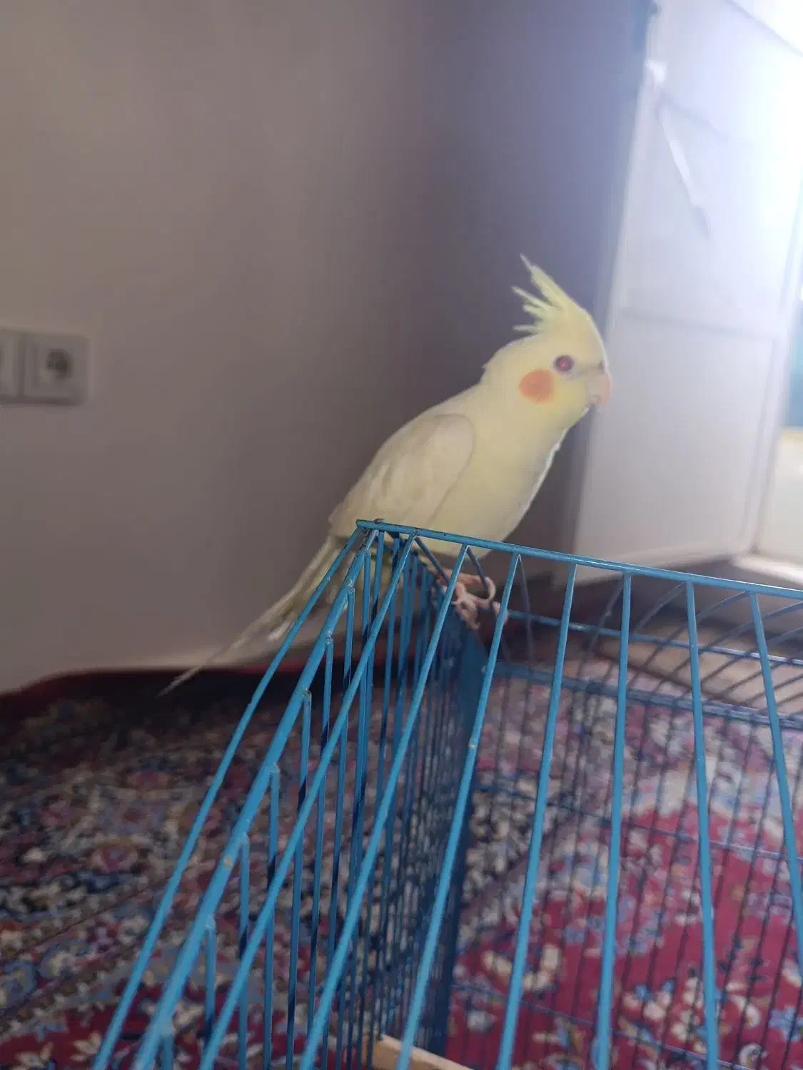 عروس هلندی|پرنده|میناب, |دیوار