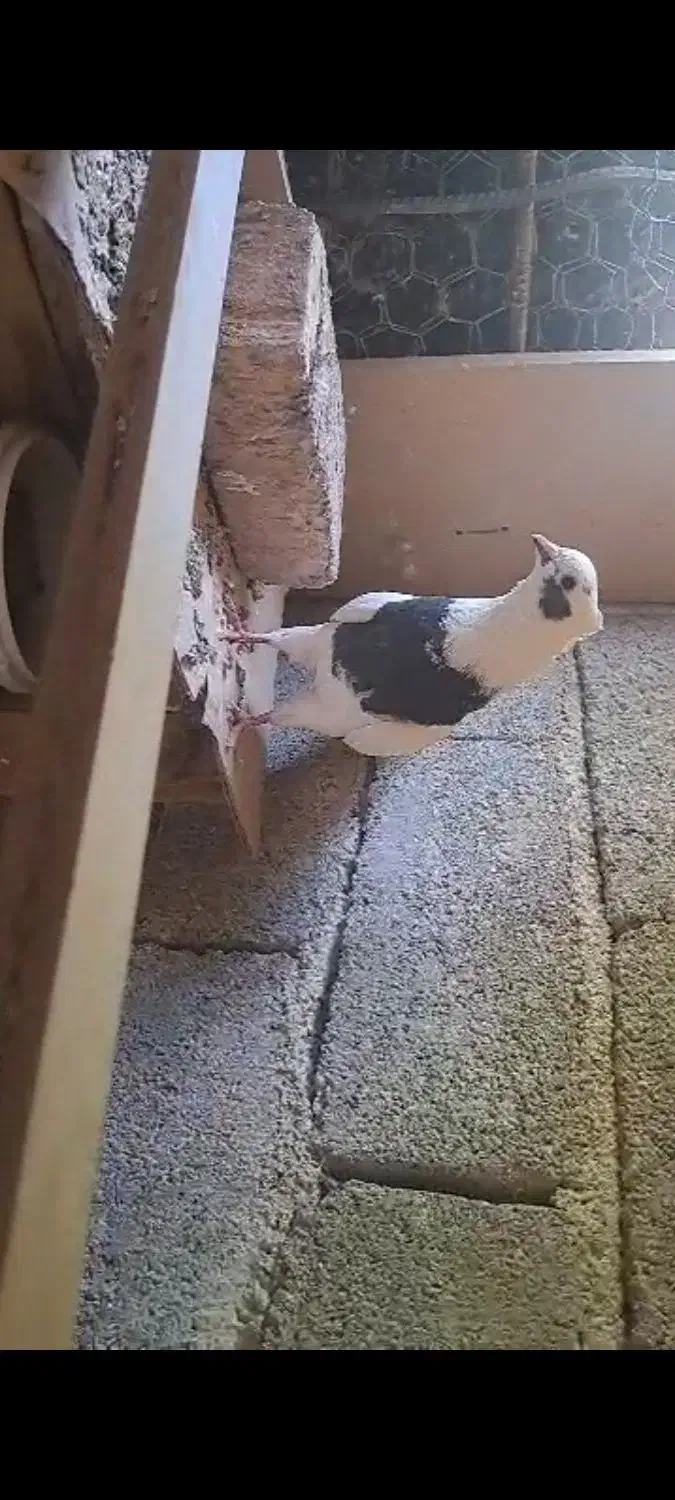 کبوتر پرشی.نرتضمینی|پرنده|ایلام, |دیوار