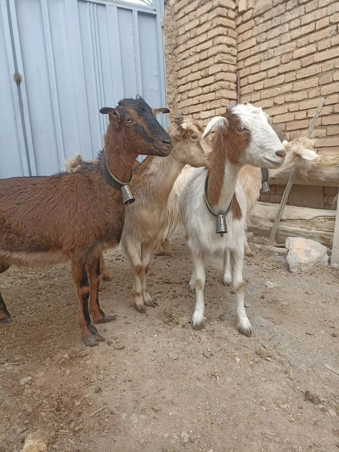 بز ابستن|حیوانات مزرعه|عسگران, |دیوار