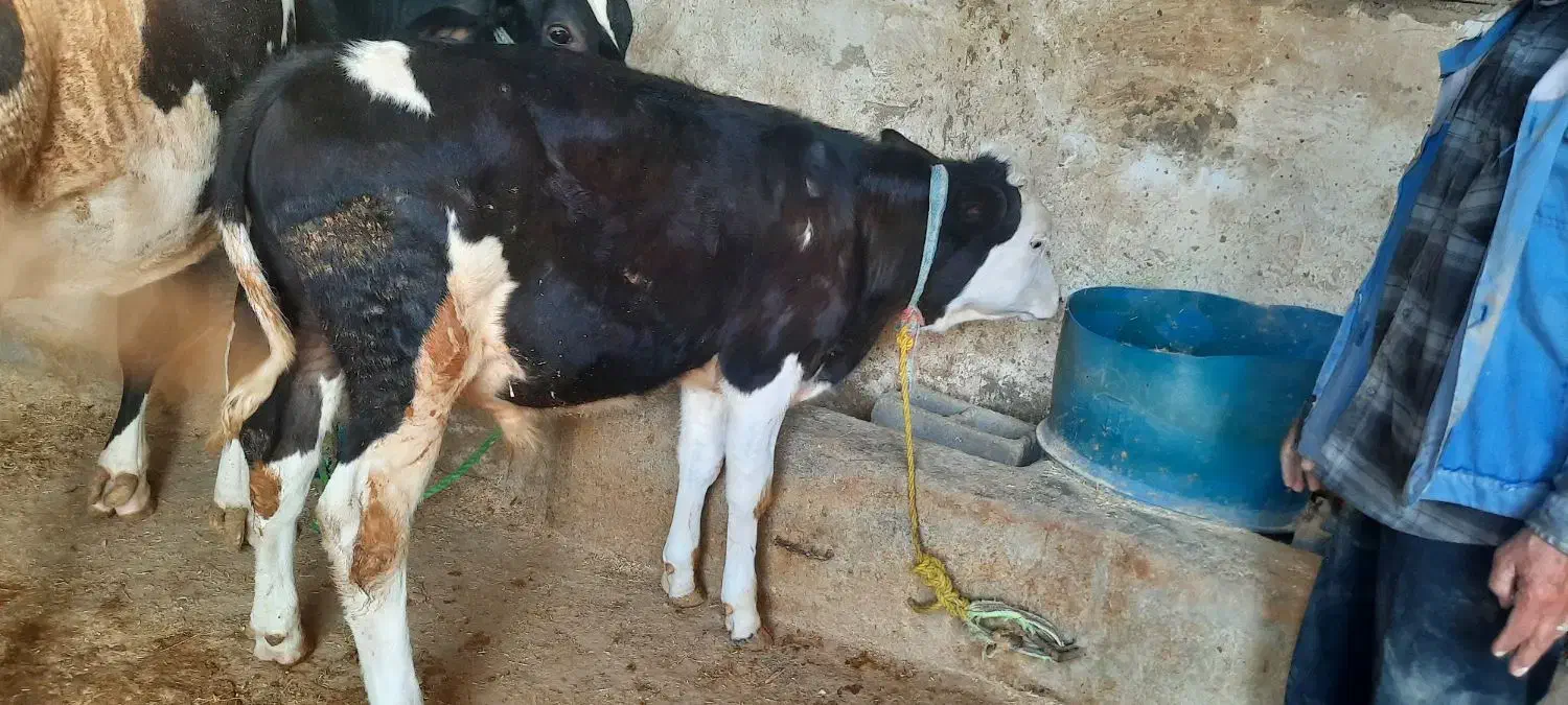 دو عدد گوساله میداود میباشن|حیوانات مزرعه|باغ ملک, |دیوار