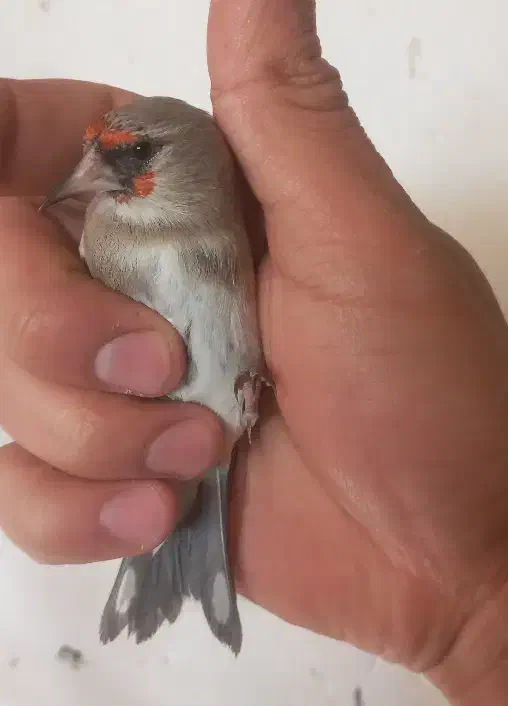 سهره ماده|پرنده|بجنورد, |دیوار