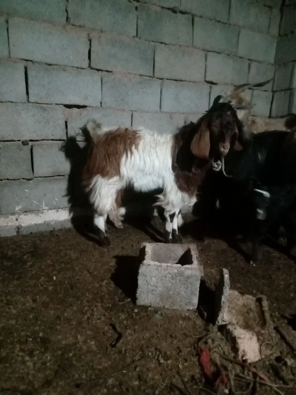 بزغاله|حیوانات مزرعه|قاسم‌آباد (خواف), |دیوار