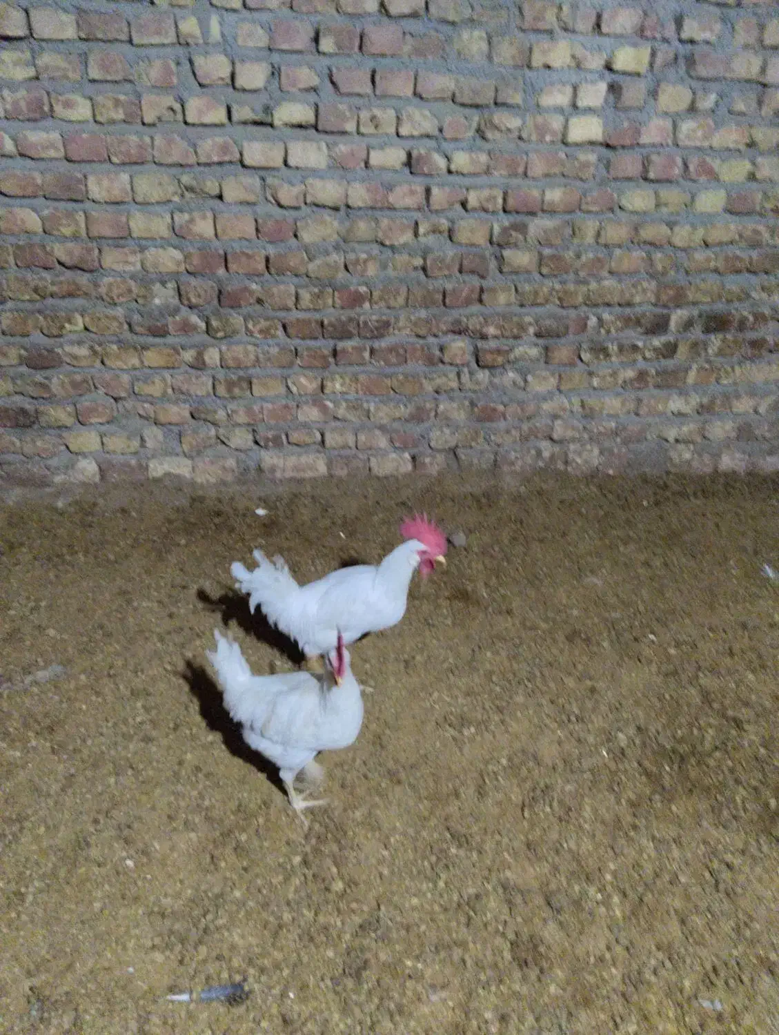 خروس|پرنده|فلارد, |دیوار