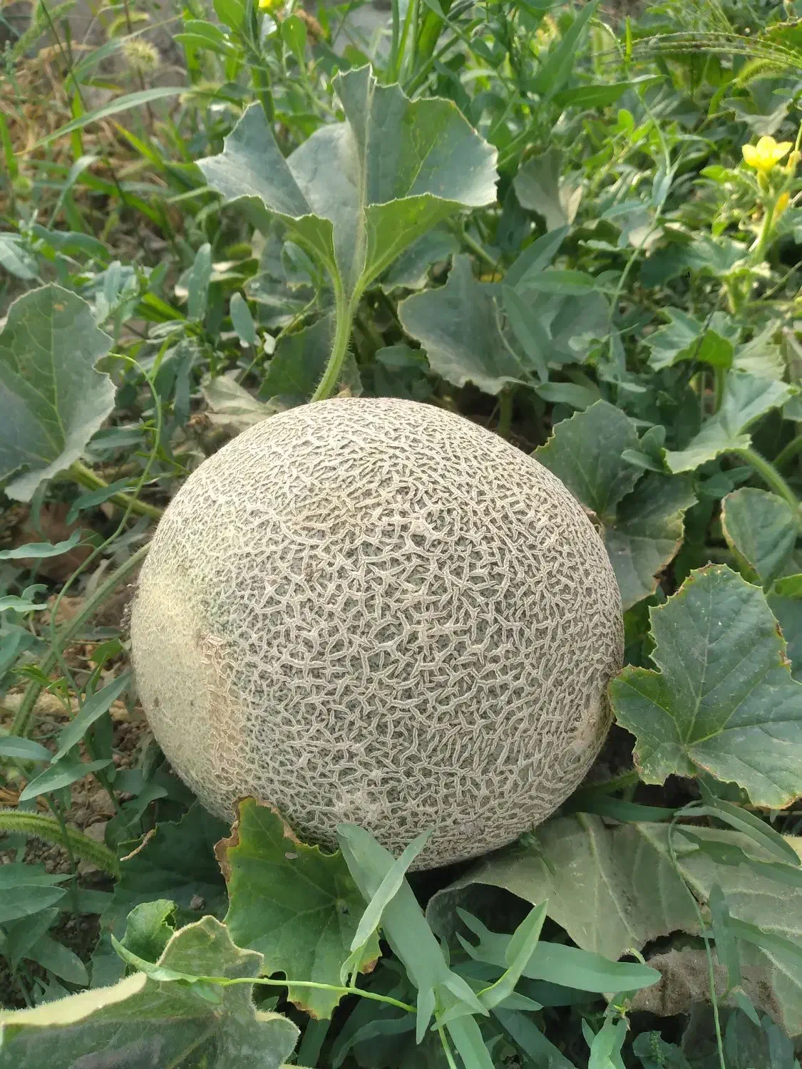 باغ و باغچه|فروش زمین و ملک کلنگی|انزل, |دیوار