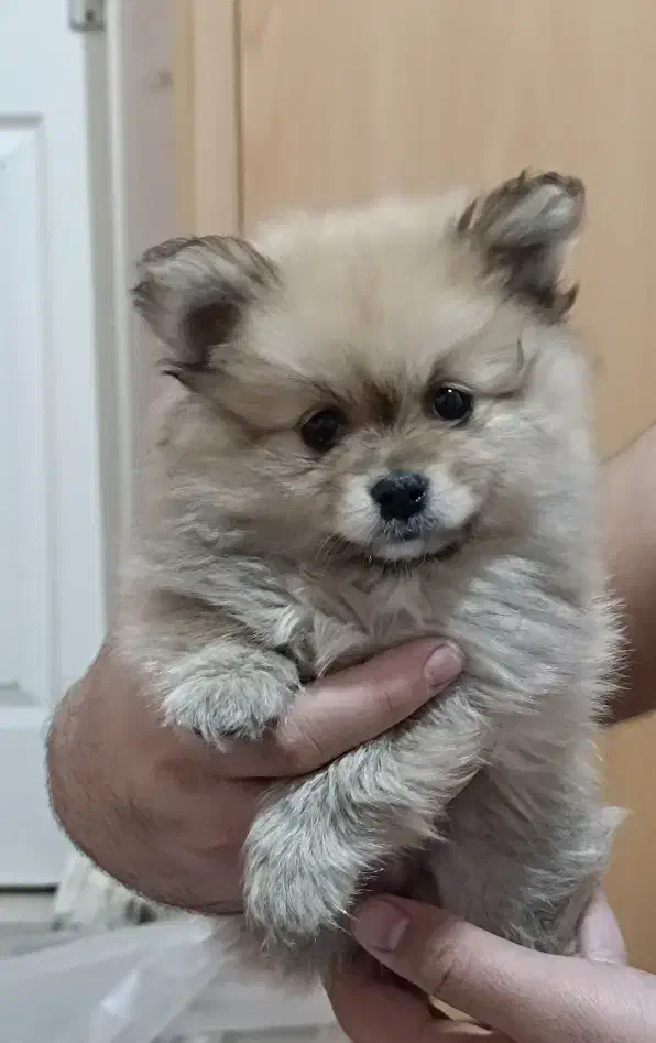 سگ پامر روباهی|سگ|کرمانشاه, |دیوار