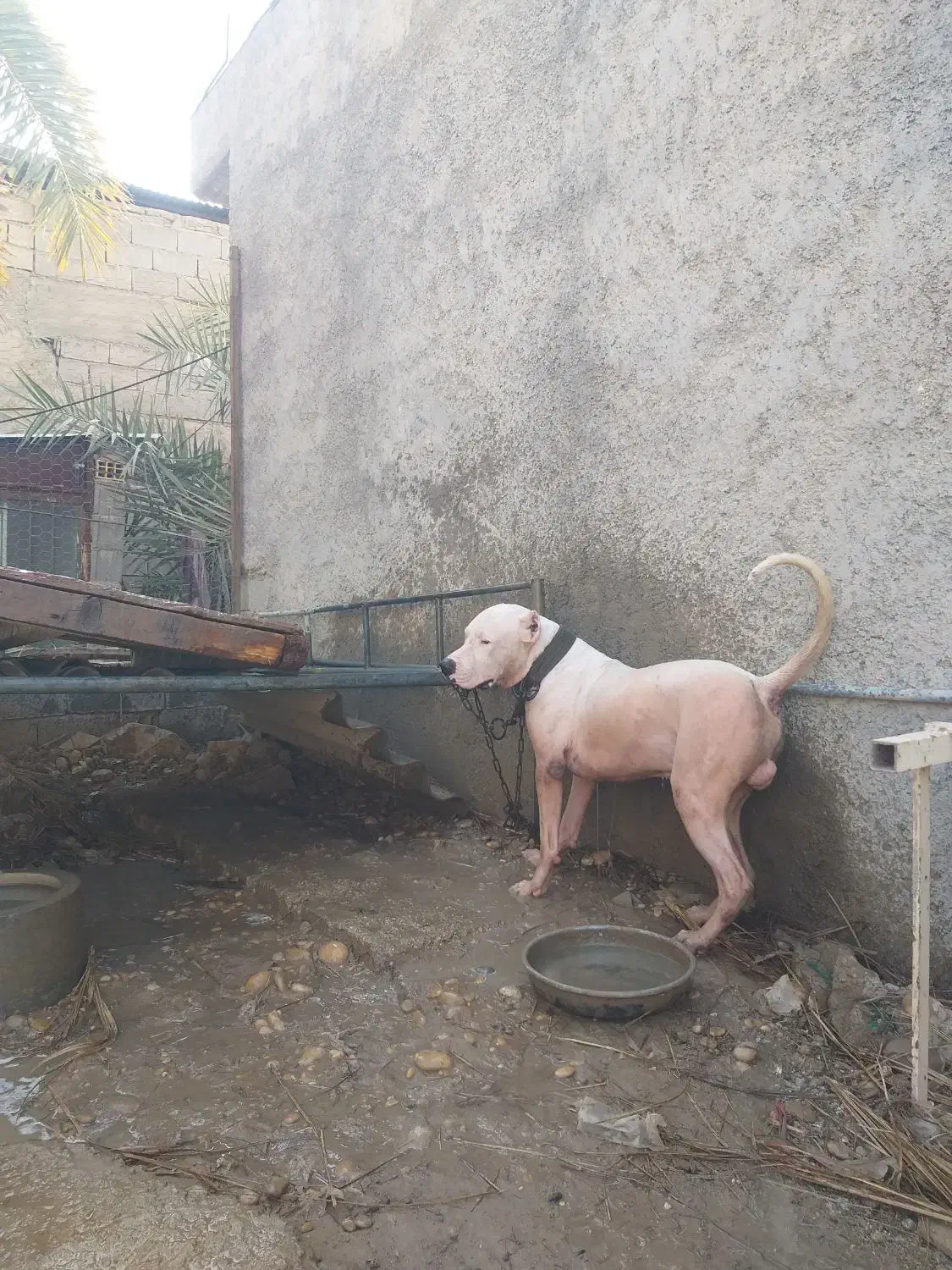 سگ داگوآرژانتین|سگ|سعدآباد, |دیوار