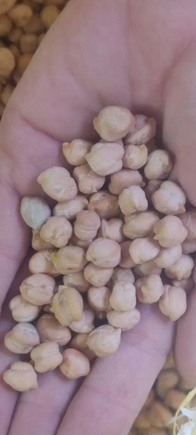 نخود|خوردنی و آشامیدنی|اسلام‌شهر, شهرک سعیدیه|دیوار