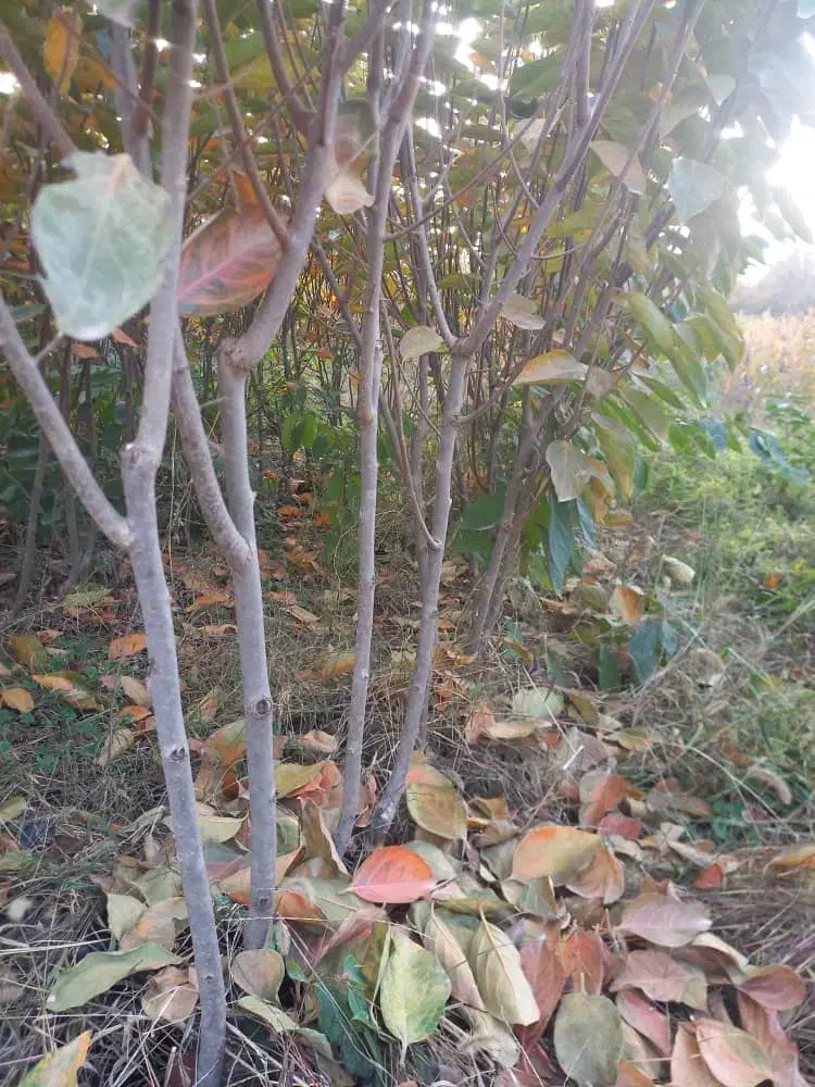 فروش انواع نهال|خدمات باغبانی و درختکاری|شهرکرد, |دیوار