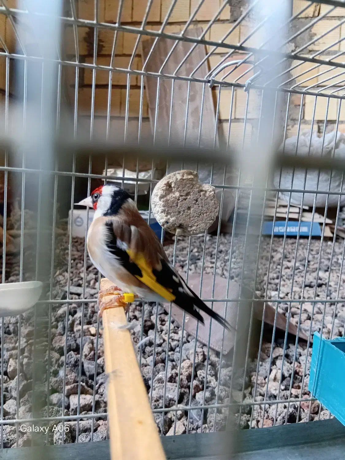 سهره|پرنده|خرم‌آباد, |دیوار