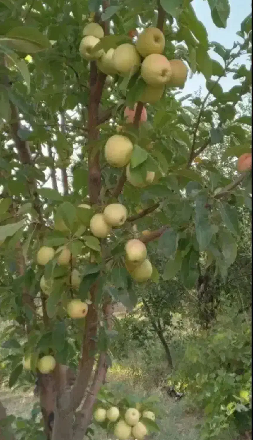 زمین گلخانه ای سند تک برگ|فروش دفتر صنعتی، کشاورزی، تجاری|تهران, چیتگر جنوبی|دیوار