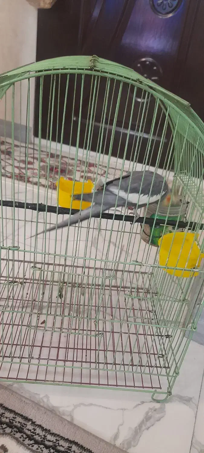 عروس هلندی نر|پرنده|فردیس, سپید دشت|دیوار