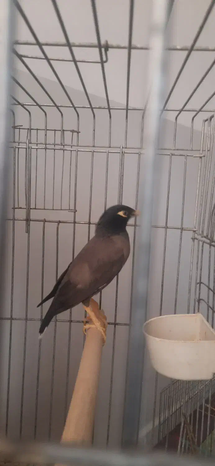 مرغ مینا|پرنده|کاشان, امام خمینی|دیوار