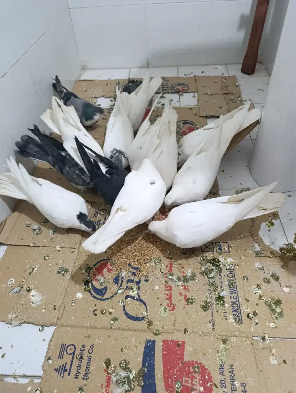 کفتر|پرنده|اصفهان, ارزنان|دیوار