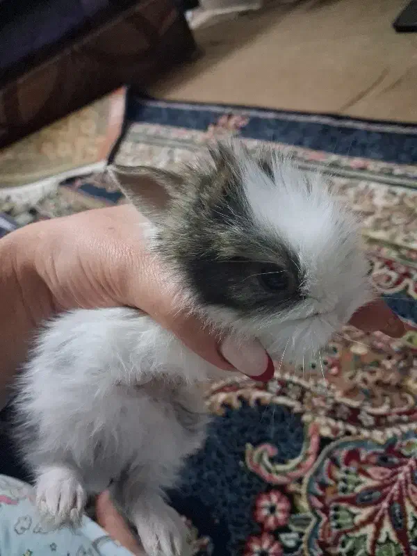 خرگوش|موش و خرگوش|تهران, راه آهن|دیوار