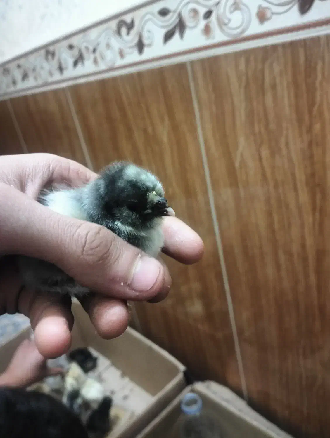 جوجه کوشین پاپر|حیوانات مزرعه|پاکدشت, خاتون آباد|دیوار