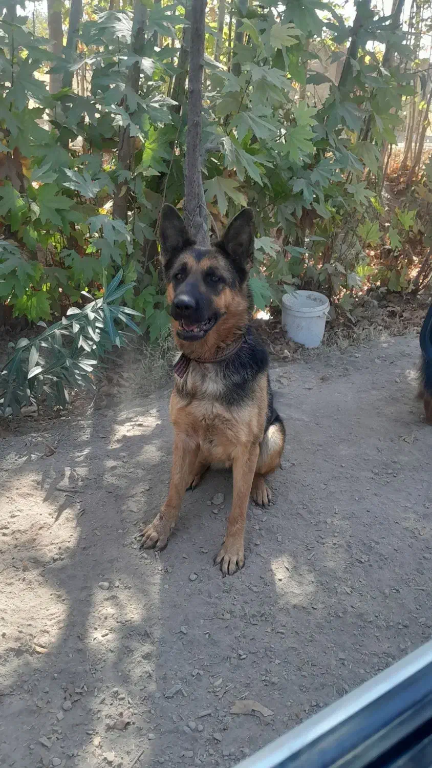 سگ نگهبان|سگ|مبارکه, |دیوار