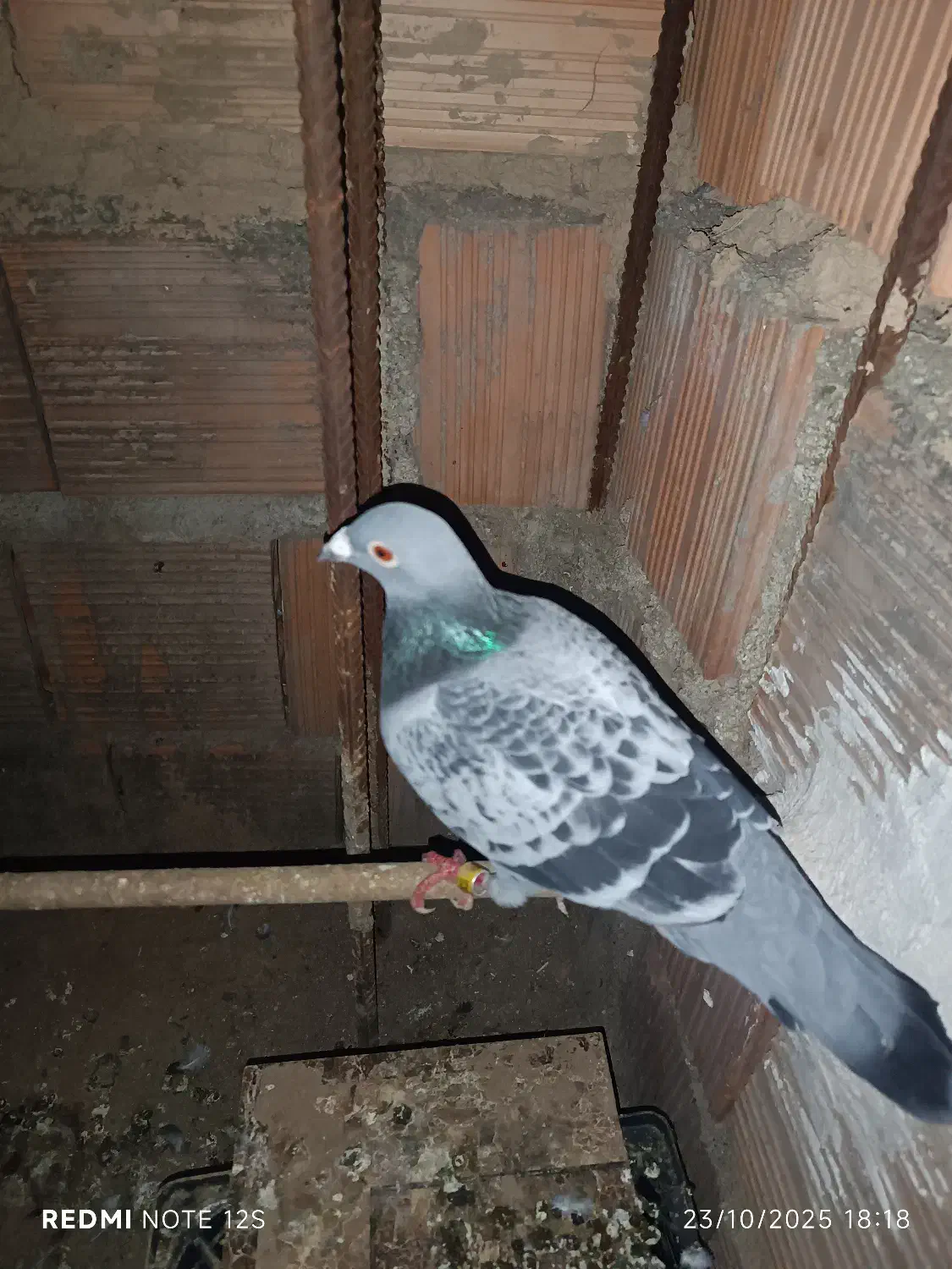 مسافتی مگسی نر و ماده جفت طاق معاوظه.|پرنده|مینودشت, |دیوار