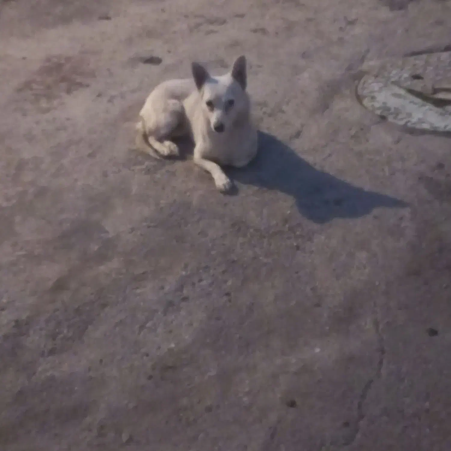 واگذاری سگ|سگ|همدان, |دیوار