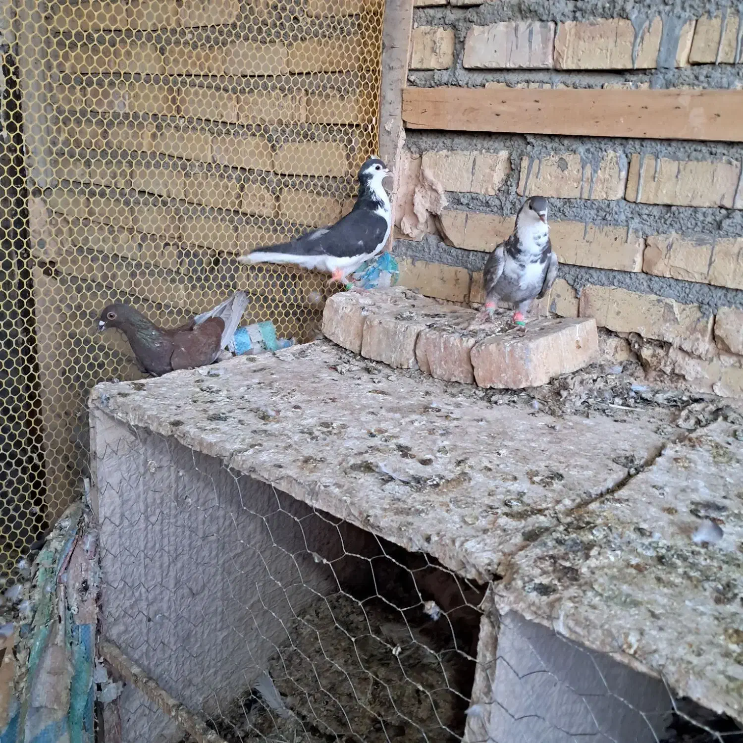 کبوتر ماده پرشی|پرنده|تربت‌حیدریه, بالا ولایت|دیوار