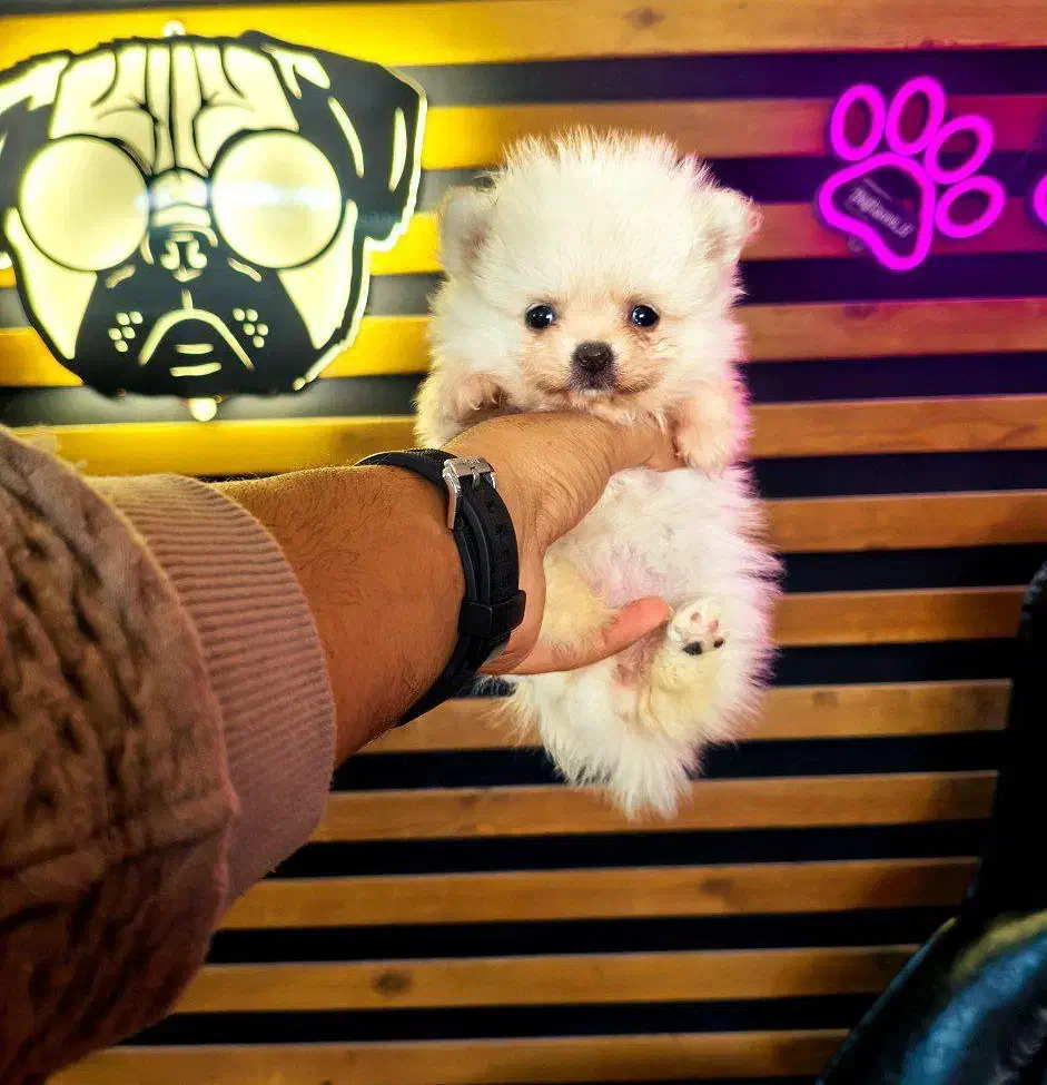 Pomeranian Original / پامرانین خرسی شیتزو توی پودل|سگ|اصفهان, خانه اصفهان|دیوار