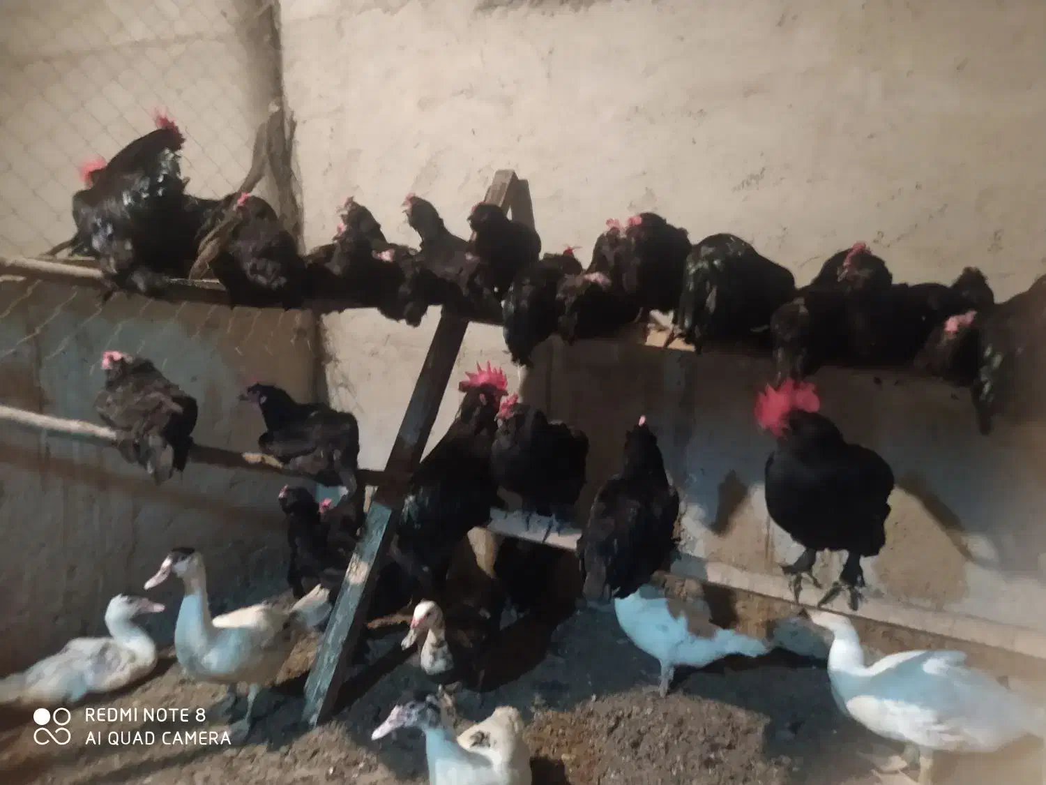 مرغ و خروس مرندی اصل|حیوانات مزرعه|ساری, |دیوار