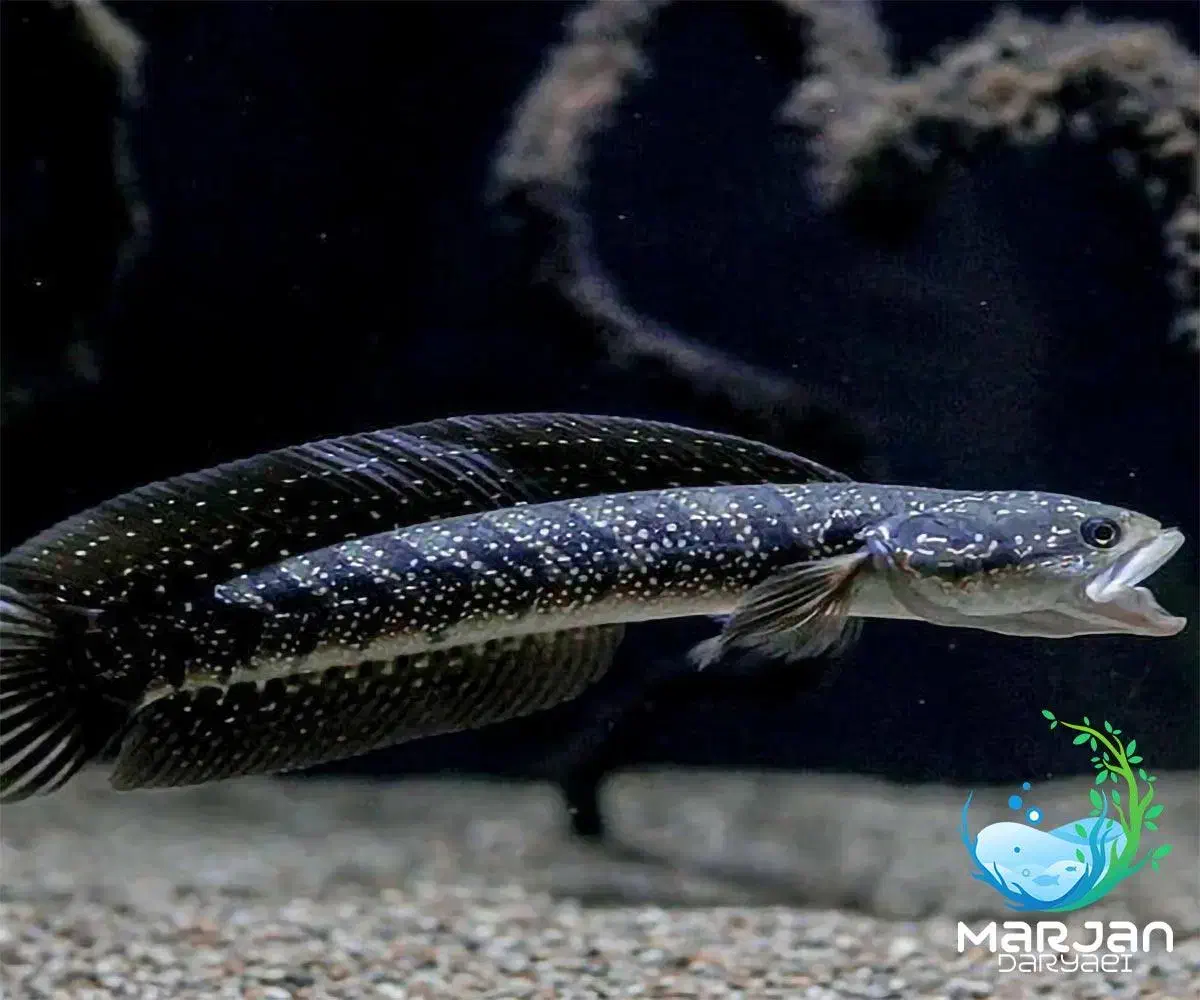 چانا آسیاتکا|ماهی|تهران, خزانه|دیوار