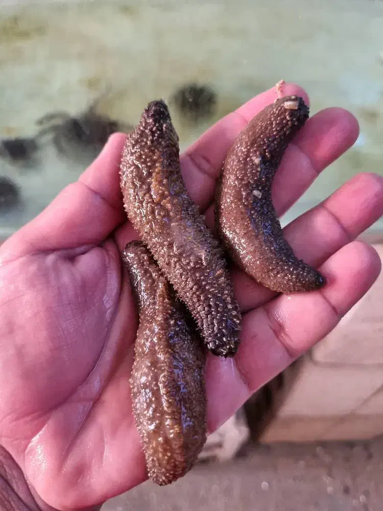 پک تمیز کننده آکواریوم آبشور|ماهی|تهران, جوادیه تهرانپارس|دیوار