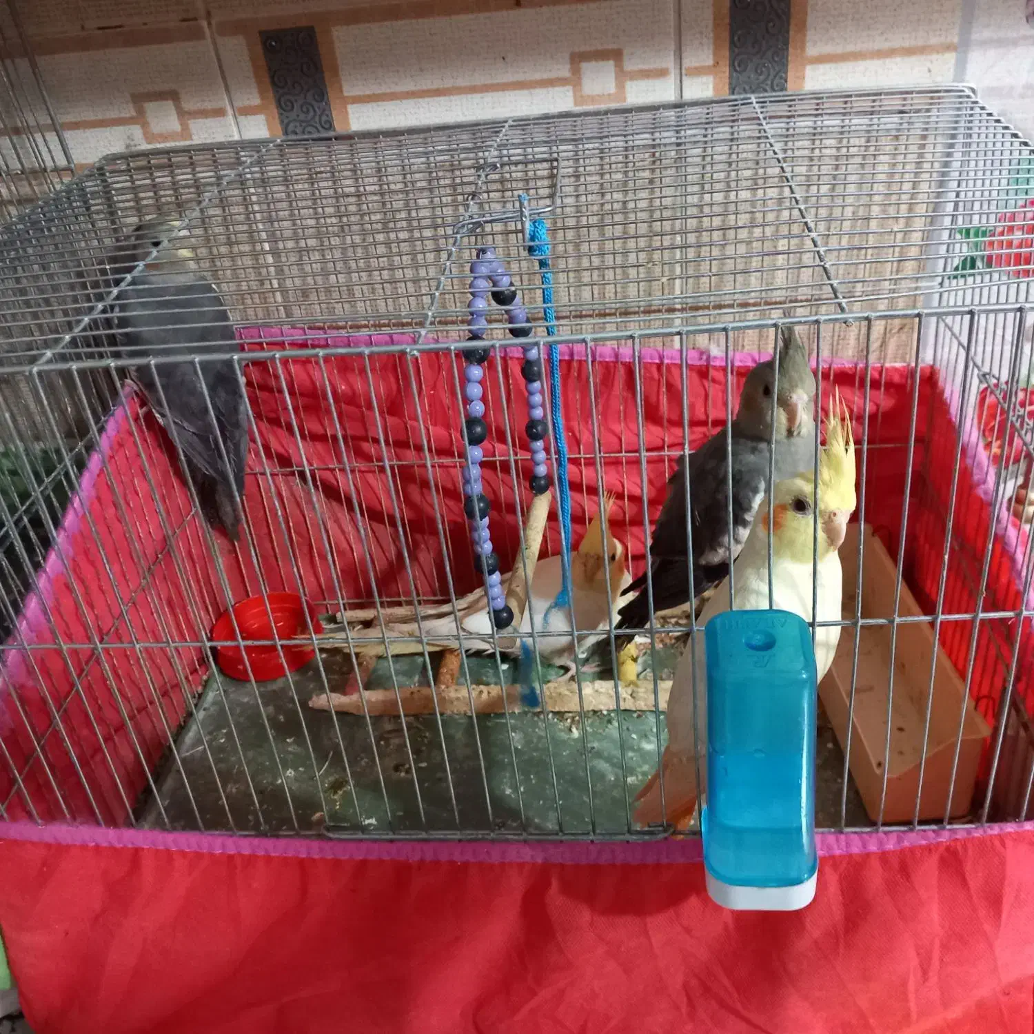 عروس هلندی چهار ماهه دوتا سینامون و دوتا لوتیتو|پرنده|قم, انسجام|دیوار