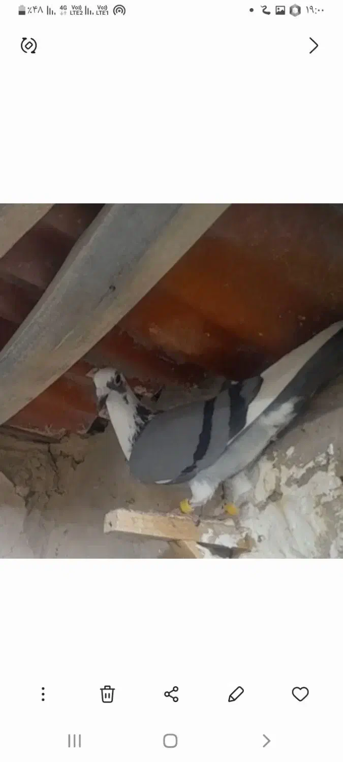 گمشده|حیوانات|مشهد, اروند|دیوار