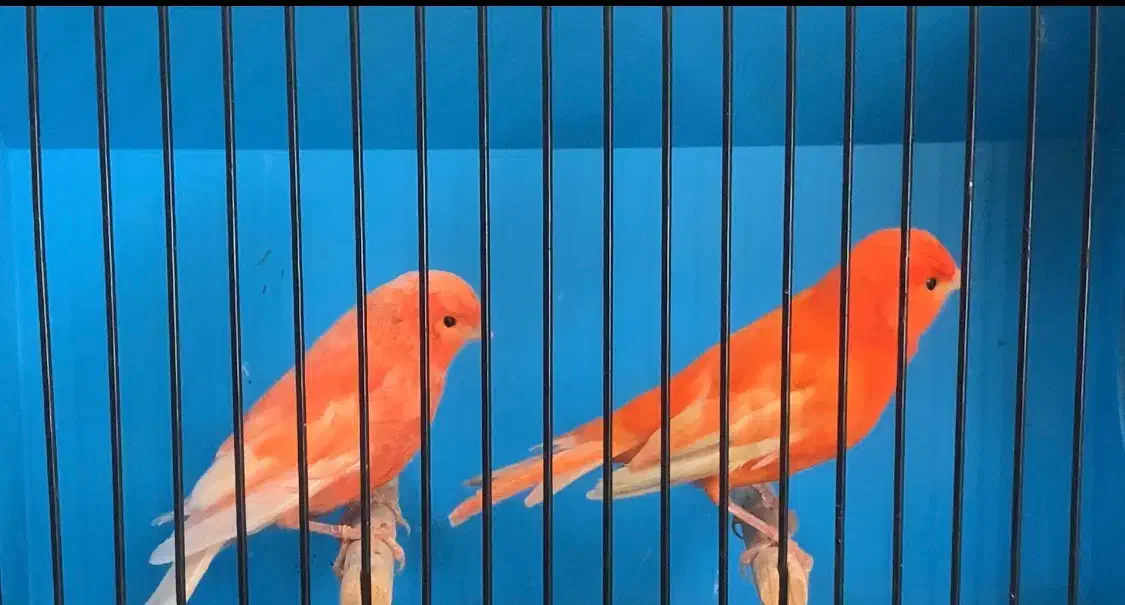 قناری رسمی بلند و رنگی اورجینال|پرنده|دماوند, گیلاوند|دیوار