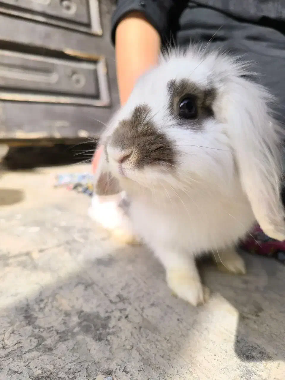 خرگوش|موش و خرگوش|ورامین, ورامین|دیوار