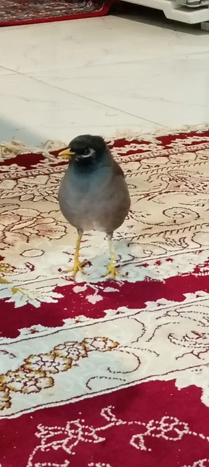 مینا ماده|پرنده|قائمشهر, |دیوار