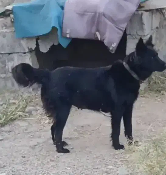 ماده فاکسی سه ساله|سگ|مشگین شهر, |دیوار