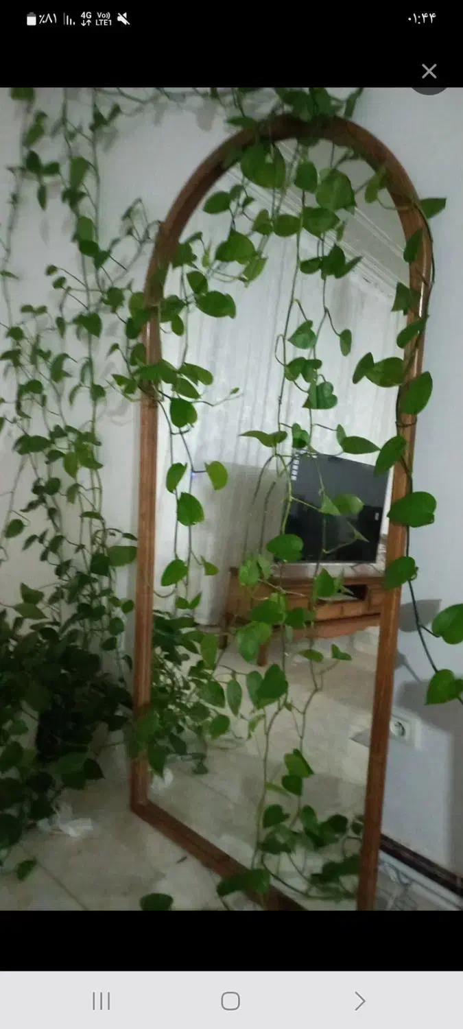 گل پتوس با گلدان بزرگ|گل و گیاه طبیعی|کوهدشت, |دیوار