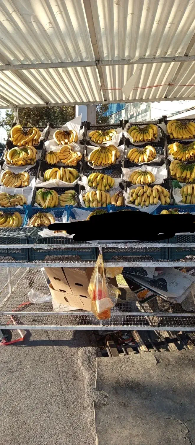 موز درجه یک|عمدهفروشی|یاسوج, |دیوار