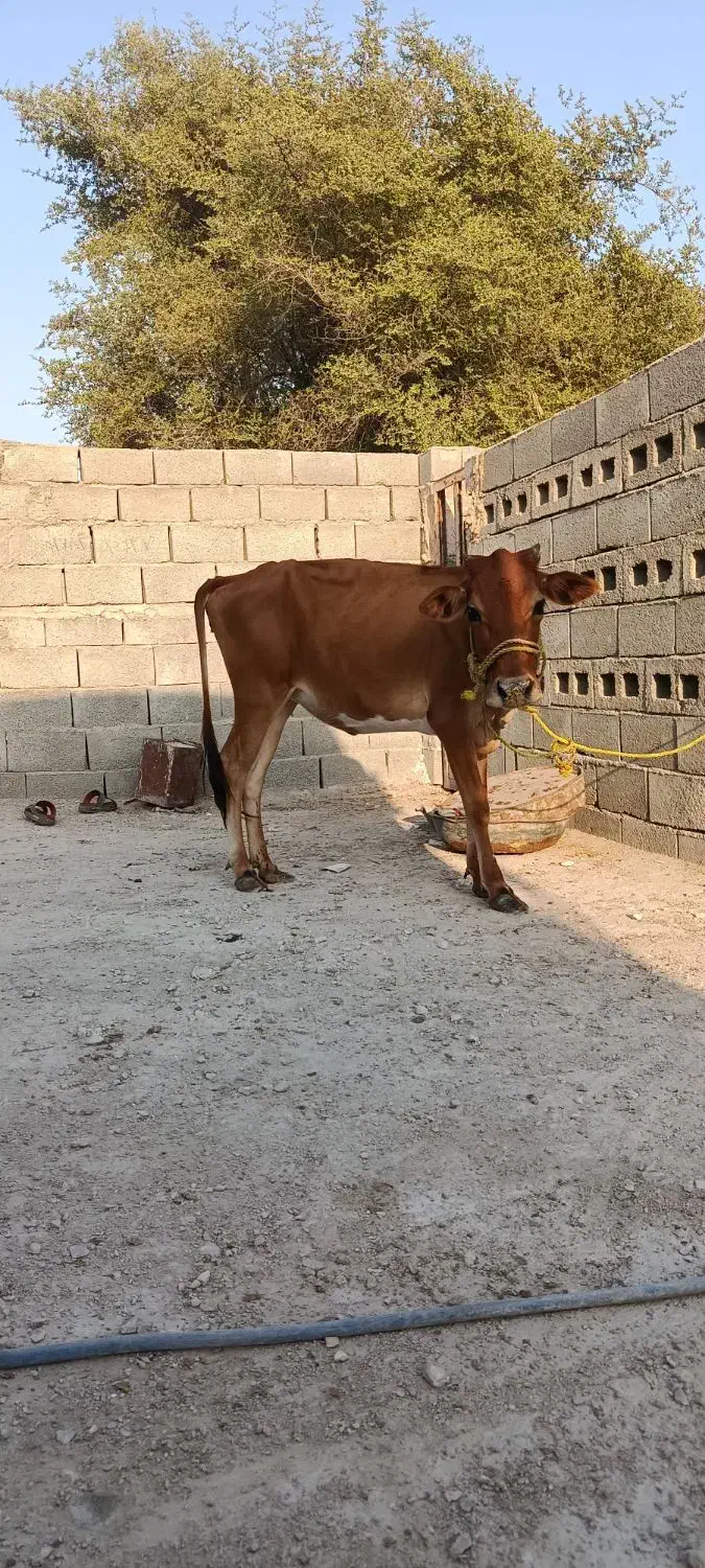 پروفروشی|حیوانات مزرعه|شیبکوه (هرمزگان), |دیوار