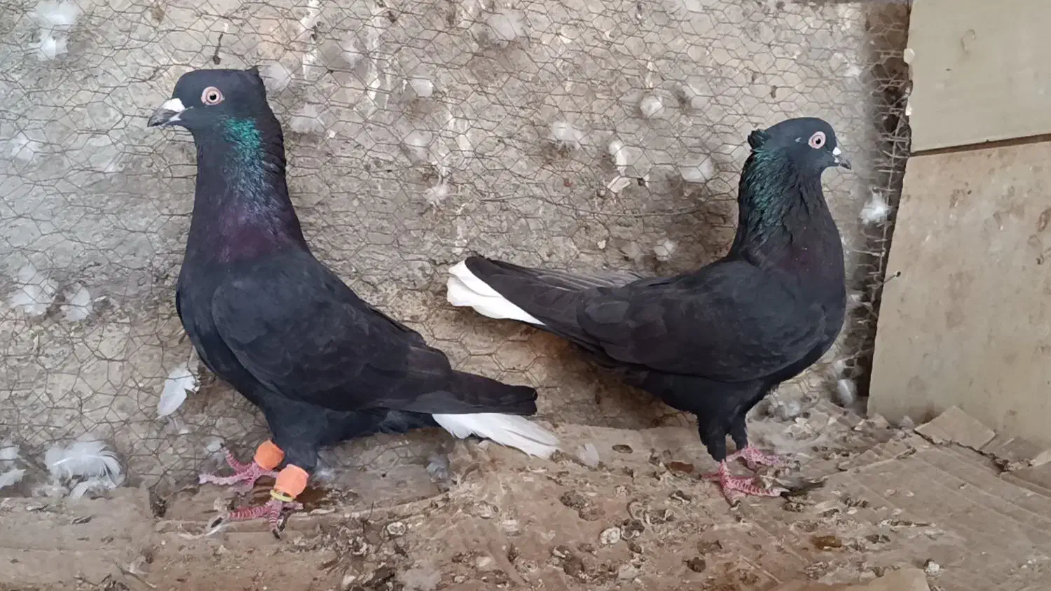 کبوتر رنگی و پلاکی وراوی|پرنده|وراوی, |دیوار