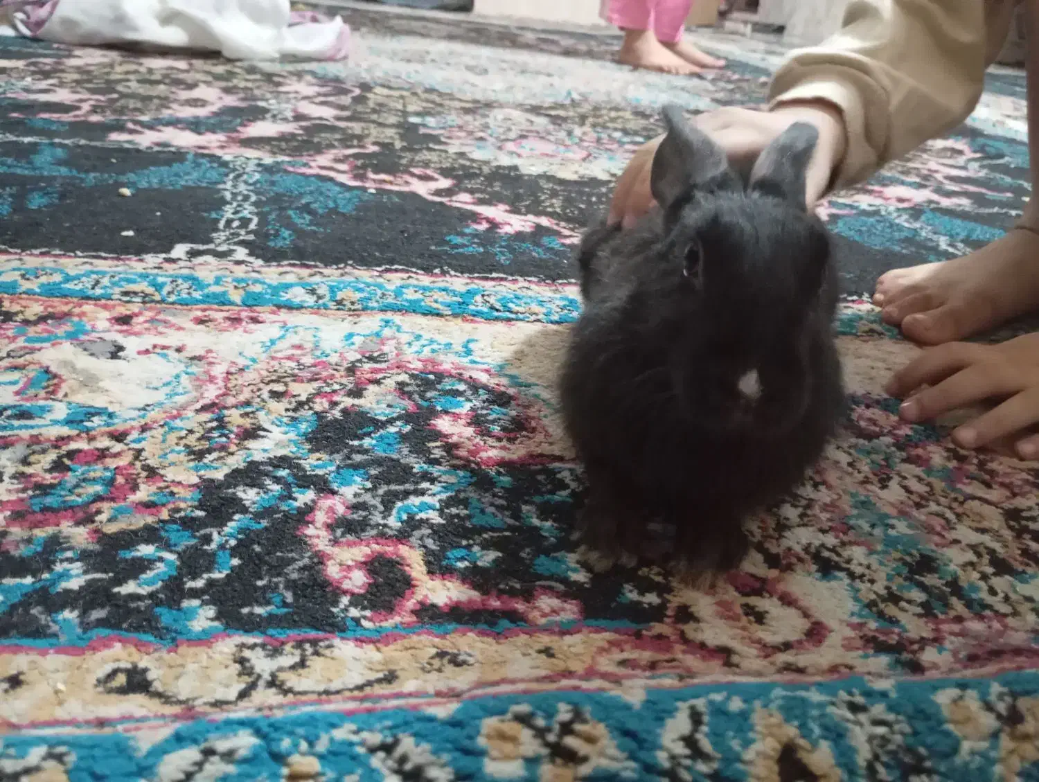 خرگوش|موش و خرگوش|پاکدشت, پاکدشت (مامازند)|دیوار