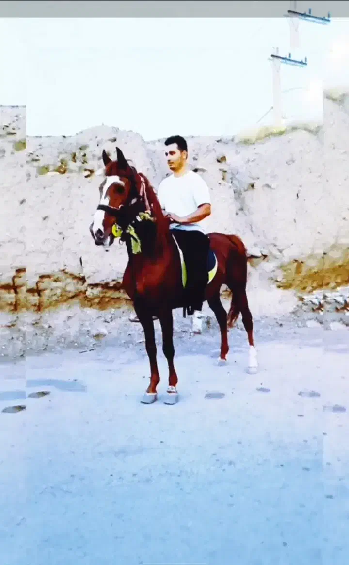 اسب نریان ۷ساله|اسب و تجهیزات اسب‌سواری|هریس, |دیوار