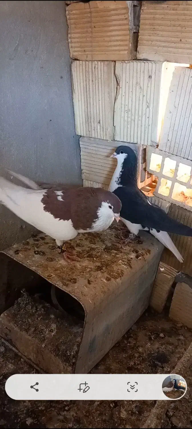 پلاکی . خوشرنگ چپ|پرنده|مبارکه, |دیوار